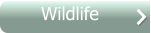Wildlife